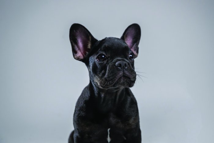 Fototapete Französische Bulldoggenwelpe