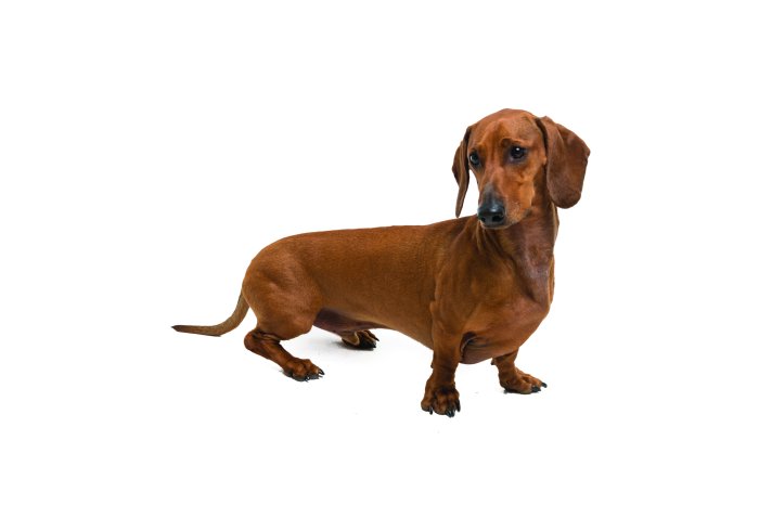 Fototapete Brauner Dackel auf weißem Hintergrund