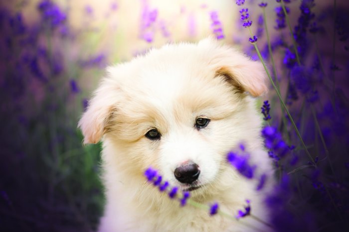 Fototapete Kleiner weißer Hund in einem Lavendelfeld