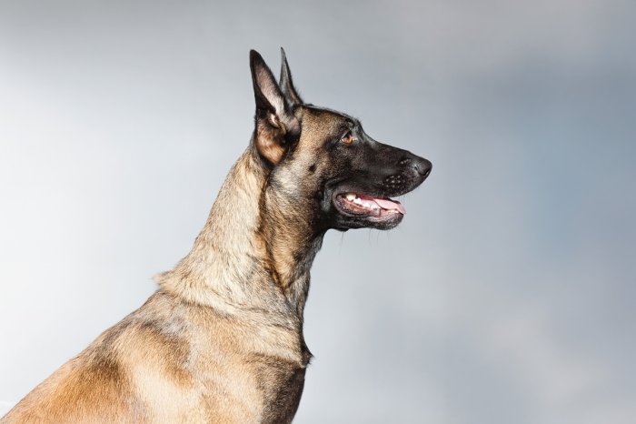 Fototapete Belgischer Schäferhund Porträt auf grauem Hintergrund Fotografie
