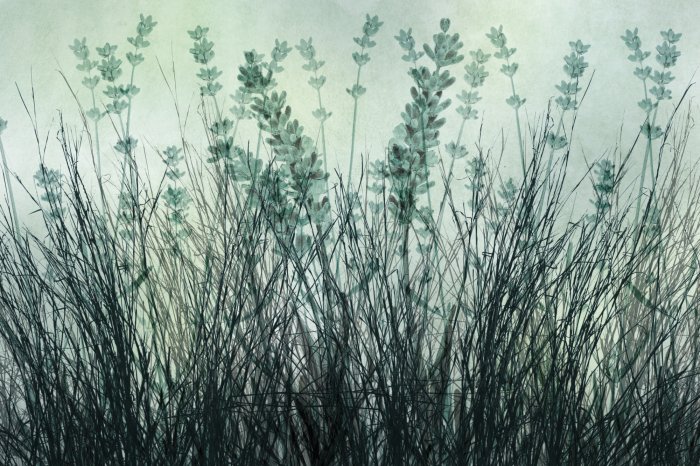 Fototapete Wiese mit Gras und Lavendelblumen