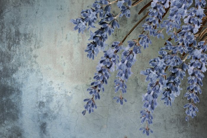 Fototapete Lila Lavendelblüten auf Beton