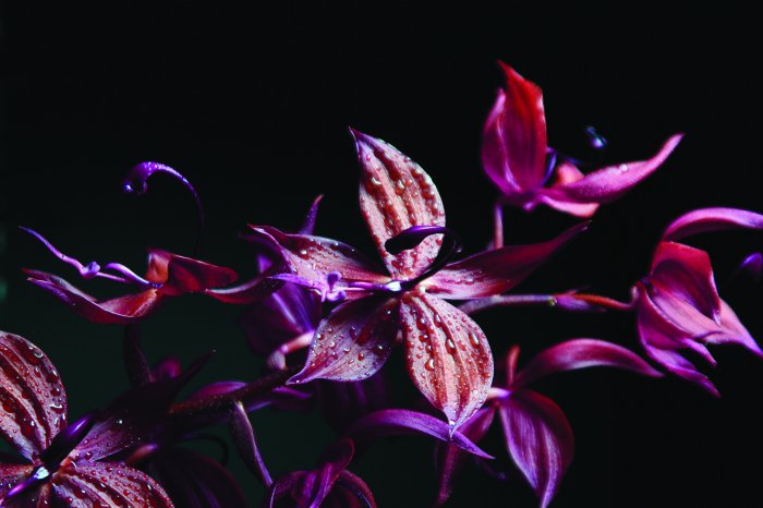 Fototapete Orchidee in Rosa- und Violetttönen