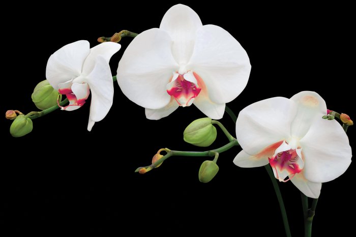 Fototapete Weiße Orchidee auf schwarzem Hintergrund