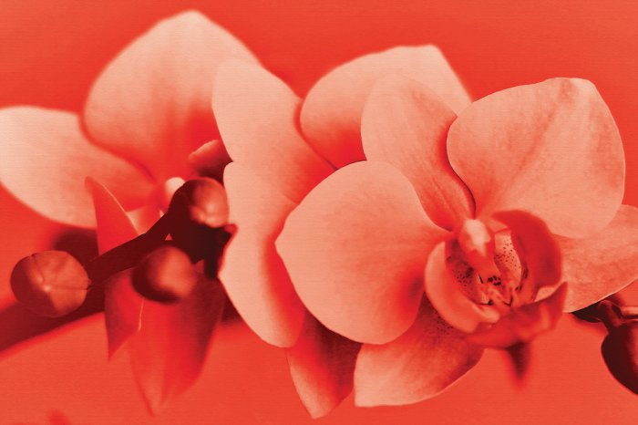 Fototapete Orchideenblüte in roten Farben