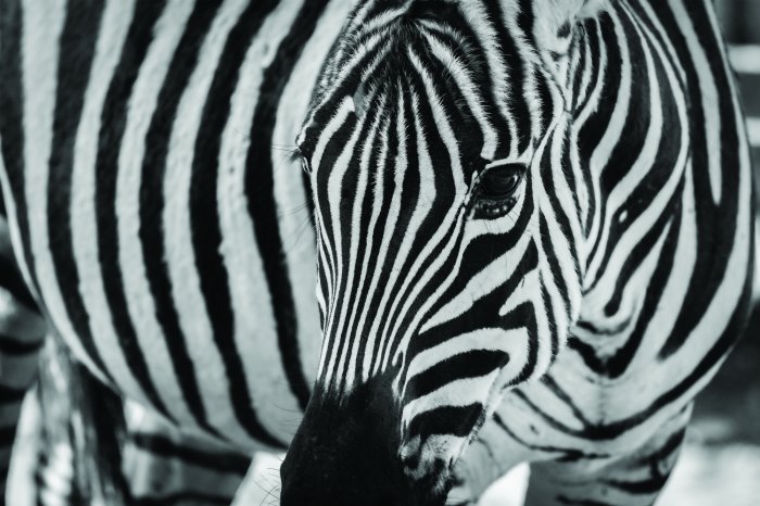 Fototapete Nahaufnahme-Porträt eines Zebras