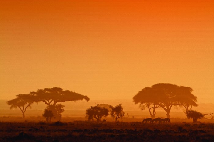 Fototapete Tiere auf Safari bei Sonnenuntergang