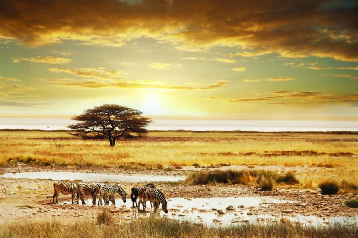 Fototapete Baum in der Mitte einer Safari mit Zebras