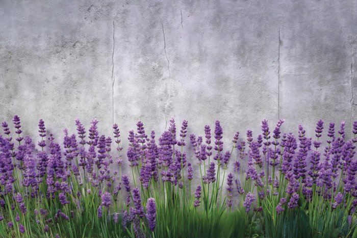 Fototapete Blühender Lavendel vor Betonhintergrund