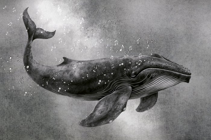 Fototapete Schwarzweißmuster Walgesang und Musiknoten