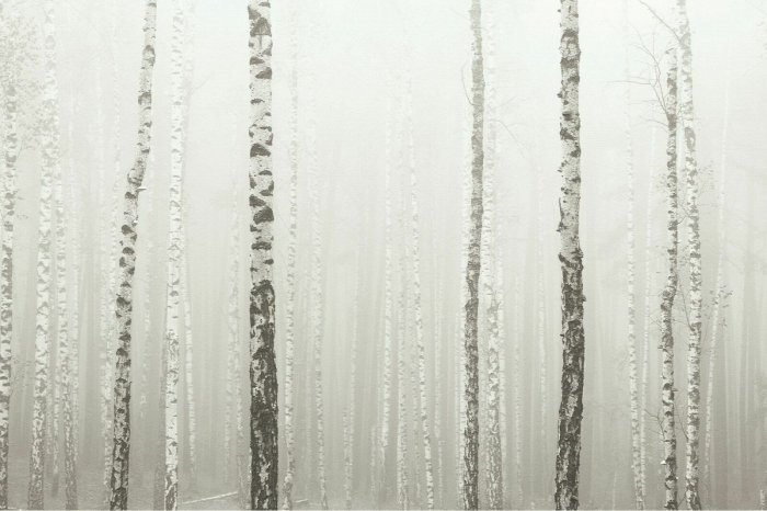 Fototapete Birkenwald im Nebel