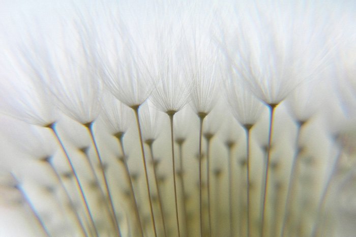 Fototapete Löwenzahn aus der Nähe natürliches Muster