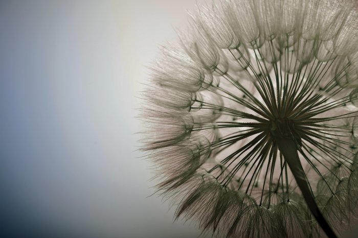 Fototapete Löwenzahn Nahaufnahme realistische Naturfotografie