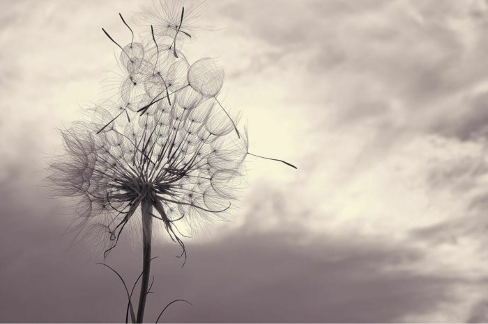 Fototapete Zarter Löwenzahn vor grauem Himmel