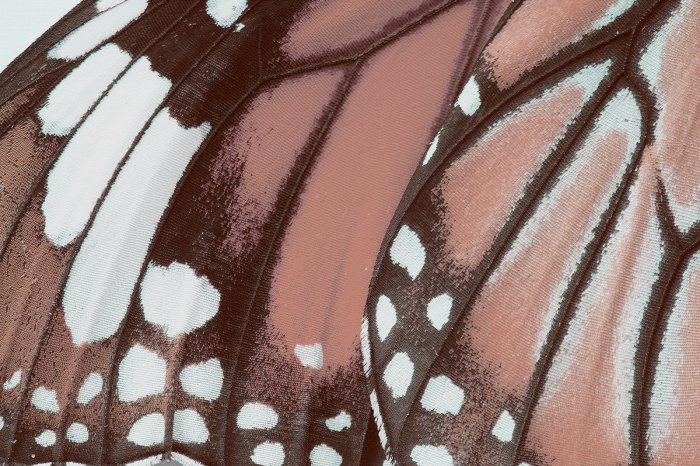 Fototapete Makroaufnahme der Textur eines Schmetterlingsflügels, detailliertes Foto