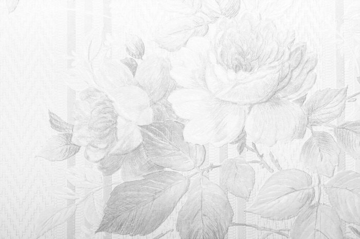 Fototapete Zarter Bleistiftskizze von Rosenblüten und Blättern