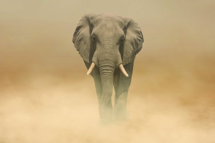 Fototapete Elefant, der im Nebel durch die Wüste geht