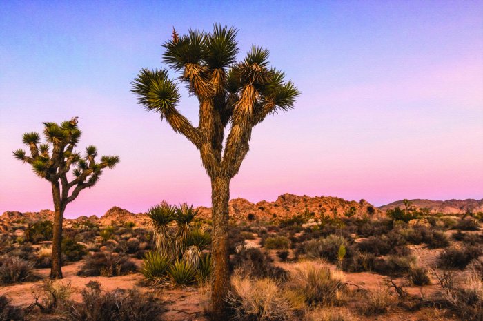 Fototapete Bäume mit trockener Wüstenvegetation