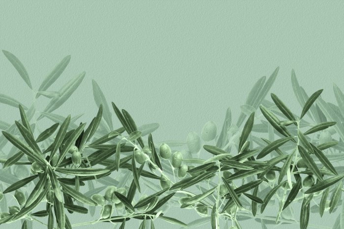 Fototapete Zarte Olivenzweige im Grün