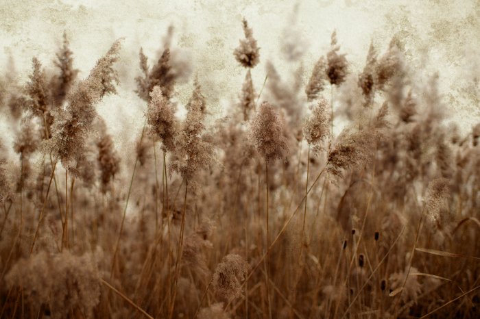 Fototapete Wiese mit getrockneten Rohrgräsern