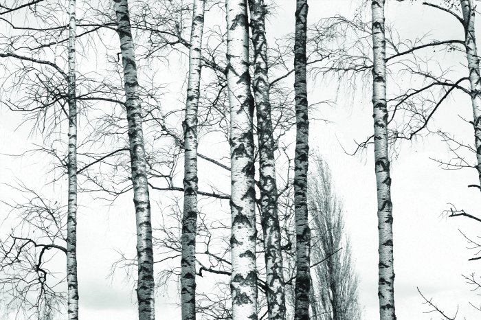 Fototapete Schwarz-weißer Birkenwald