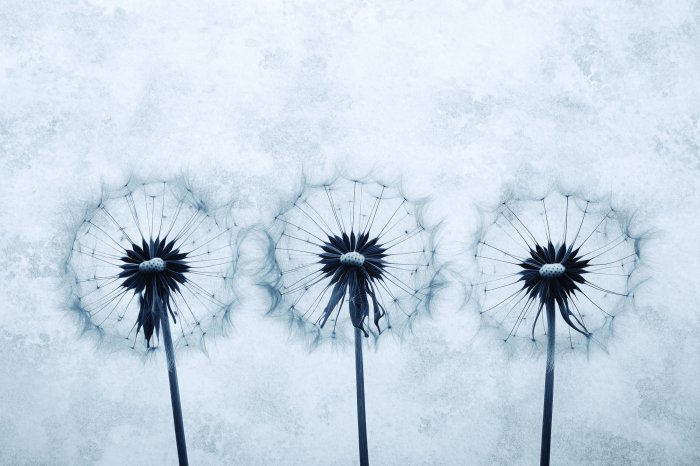 Fototapete Löwenzahn auf grauem Betont Hintergrund