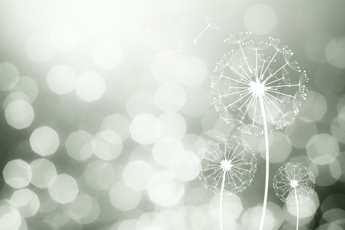 Fototapete Zarte Löwenzähne im Licht