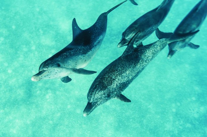 Fototapete Schöne Delfine, die im Meer schwimmen