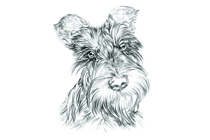 Fototapete Realistisches Porträt eines Scottish Terrier Hundes