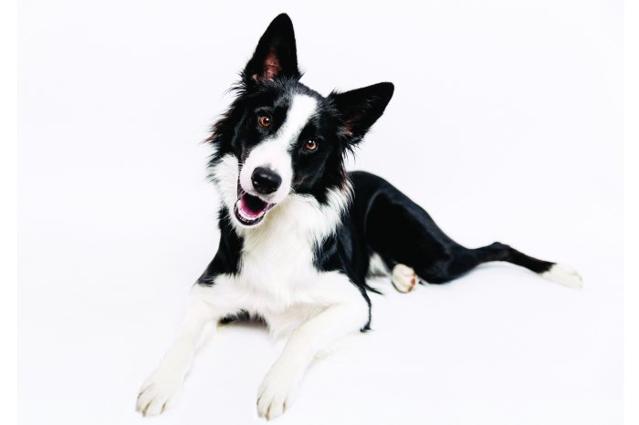 Fototapete Border-Collie-Hund auf weißem Hintergrund