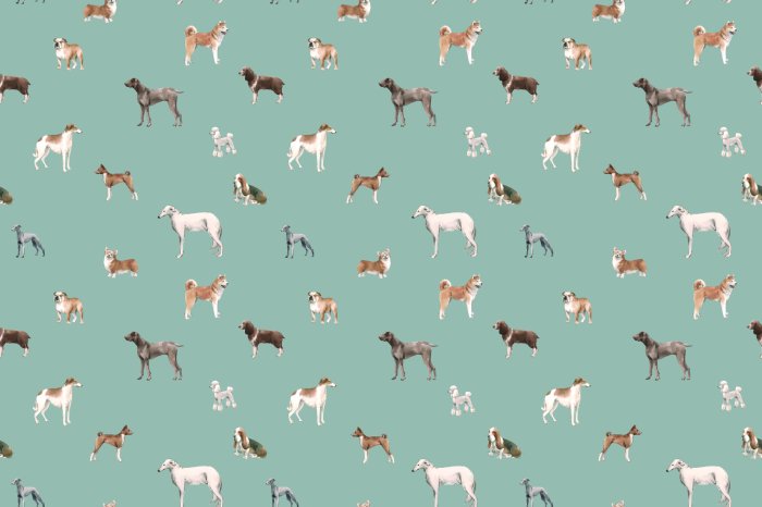 Fototapete Verschiedene Hunde auf blauem Hintergrund