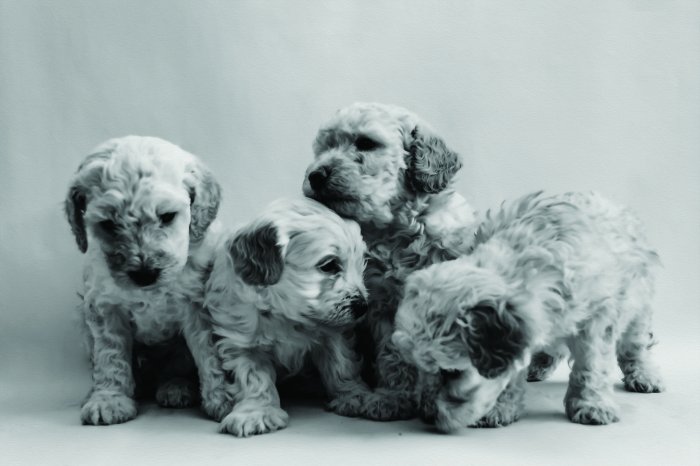 Fototapete Miniaturpudelwelpe