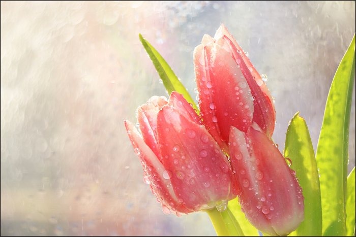 Fototapete Frühlingstulpen