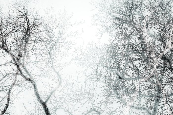 Fototapete Schwarz-weißer Wald mit Blick auf Baumäste