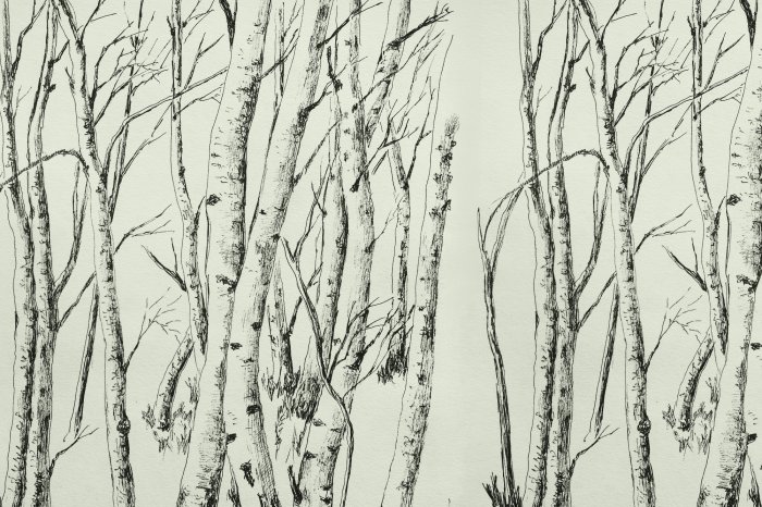 Fototapete Zeichnung von Bäumen eines Birkenwaldes