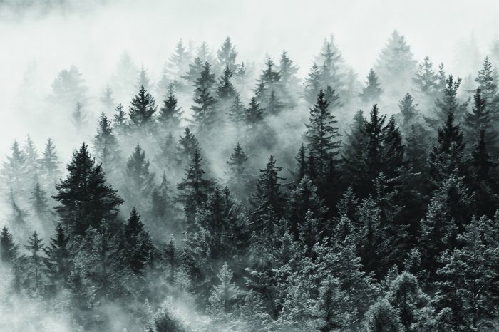 Fototapete Landschaft des Nadelwaldes im Nebel