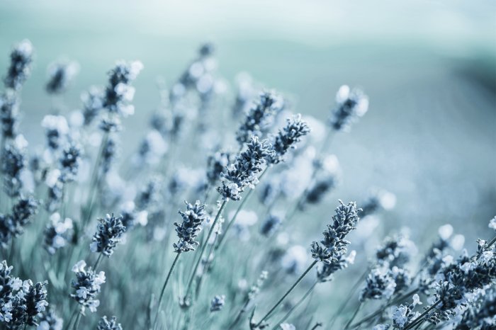 Fototapete Mit Frost bedeckte Lavendelblüten