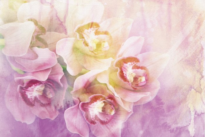 Fototapete Gemalter Orchidee in rosa Tönen