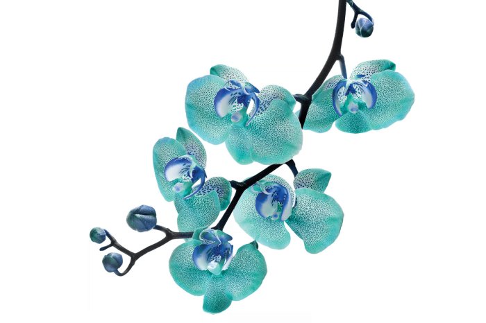 Fototapete Zweig mit einer blauen Orchidee