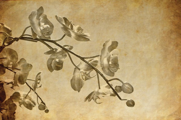 Fototapete Orchideenzweig in Sepiafarbe