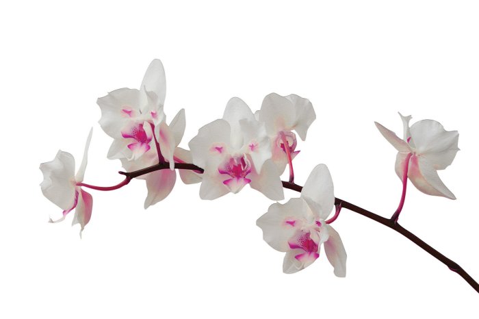Fototapete Schöner Orchidee auf weißem Hintergrund