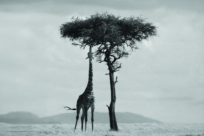 Fototapete Schwarz-weiß Safari mit einem Baum und einer Giraffe