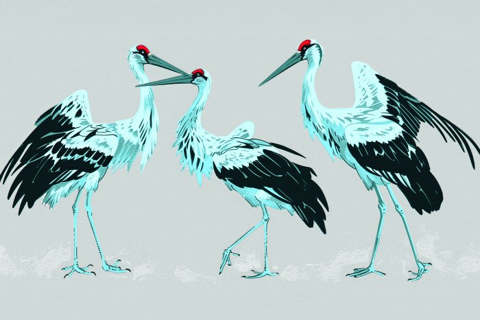 Fototapete Japanische Kraniche