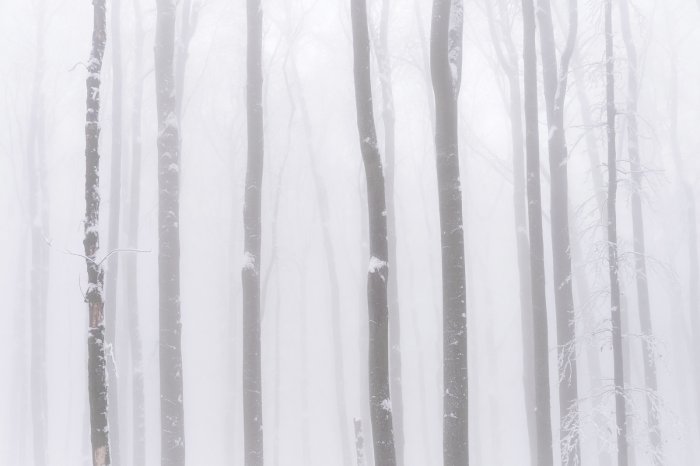 Fototapete Birken im Nebel Winterlandschaft