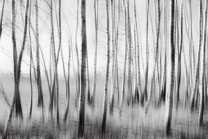 Fototapete Monochromatischer Birkenwald Illustration