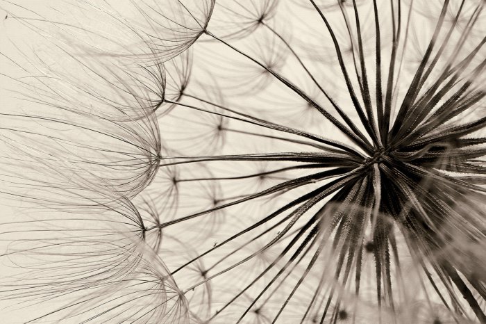 Fototapete Retro Blume Löwenzahn Nahaufnahme