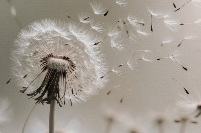 Fototapete Löwenzahn mit Samen im Wind botanische Grafik