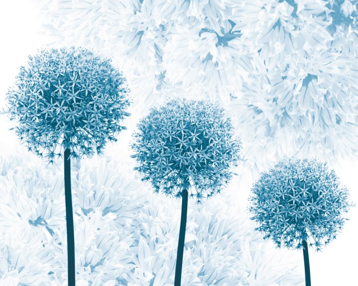 Fototapete Zierknoblauchblüten