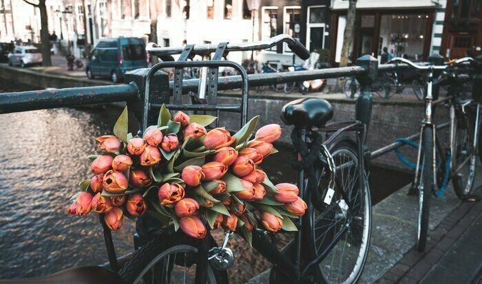 Fototapete Fahrrad mit Tulpen