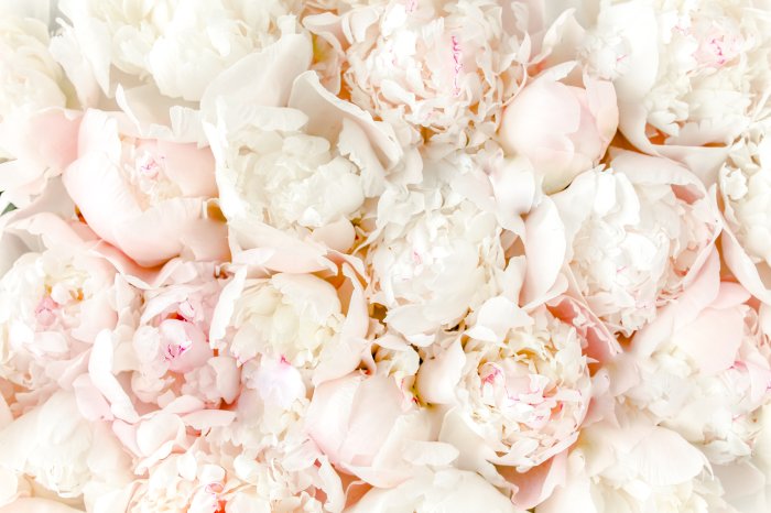 Fototapete Blühende Pfingstrosen aus der Nähe